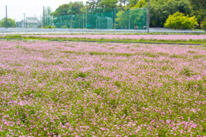 榎前レンゲ畑、５月夏の花、愛知県安城市の観光・撮影スポットの名所