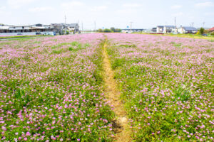 榎前レンゲ畑、５月夏の花、愛知県安城市の観光・撮影スポットの名所