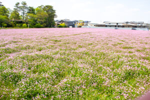 榎前レンゲ畑、５月夏の花、愛知県安城市の観光・撮影スポットの名所