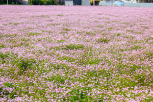 榎前レンゲ畑、５月夏の花、愛知県安城市の観光・撮影スポットの名所