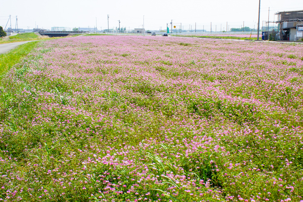 榎前レンゲ畑、５月夏の花、愛知県安城市の観光・撮影スポットの名所