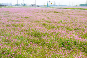 榎前レンゲ畑、５月夏の花、愛知県安城市の観光・撮影スポットの名所
