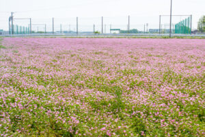 榎前レンゲ畑、５月夏の花、愛知県安城市の観光・撮影スポットの名所