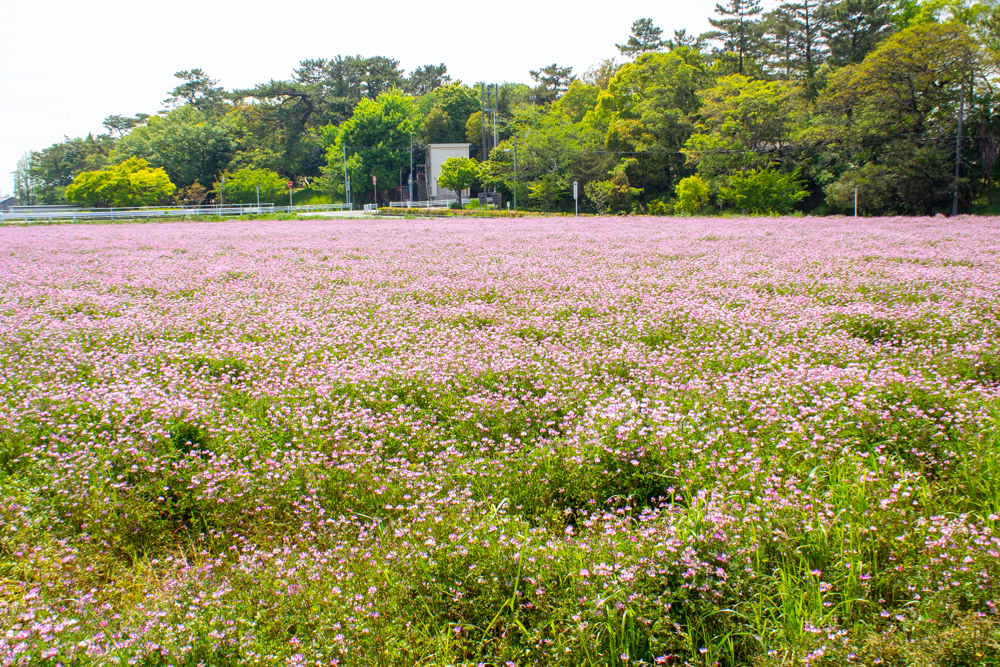 榎前レンゲ畑、５月夏の花、愛知県安城市の観光・撮影スポットの名所