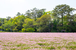 榎前レンゲ畑、５月夏の花、愛知県安城市の観光・撮影スポットの名所