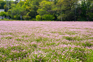 榎前レンゲ畑、５月夏の花、愛知県安城市の観光・撮影スポットの名所