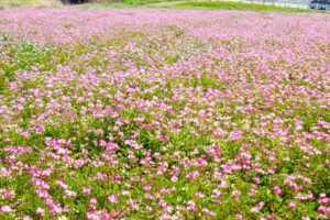 榎前レンゲ畑、５月夏の花、愛知県安城市の観光・撮影スポットの名所