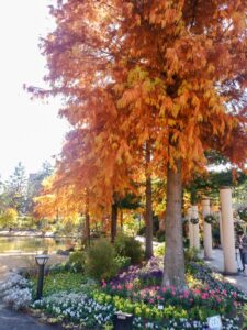 久屋大通庭園フラリエ、紅葉、11月秋、名古屋市中区の観光・撮影スポットの画像と写真