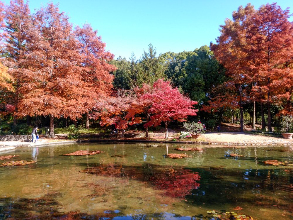 久屋大通庭園フラリエ、紅葉、11月秋、名古屋市中区の観光・撮影スポットの画像と写真