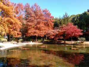 久屋大通庭園フラリエ、紅葉、11月秋、名古屋市中区の観光・撮影スポットの画像と写真