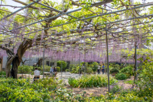 広藤園、藤、5月の春の花、愛知県碧南市の観光・撮影スポットの名所
