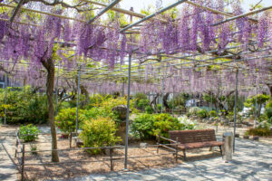 広藤園、藤、5月の春の花、愛知県碧南市の観光・撮影スポットの名所