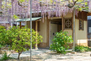 広藤園、藤、5月の春の花、愛知県碧南市の観光・撮影スポットの名所