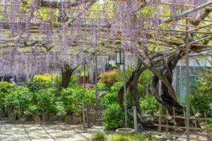 広藤園、藤、5月の春の花、愛知県碧南市の観光・撮影スポットの名所