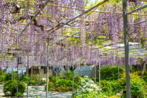 広藤園、藤、5月の春の花、愛知県碧南市の観光・撮影スポットの名所