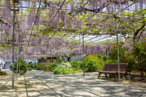 広藤園、藤、5月の春の花、愛知県碧南市の観光・撮影スポットの名所