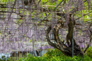 広藤園、藤、5月の春の花、愛知県碧南市の観光・撮影スポットの名所