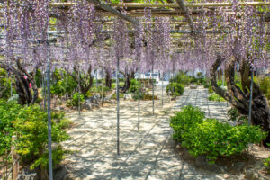 広藤園、藤、5月の春の花、愛知県碧南市の観光・撮影スポットの名所