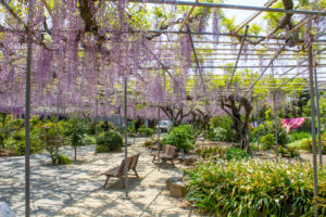 広藤園、藤、5月の春の花、愛知県碧南市の観光・撮影スポットの名所