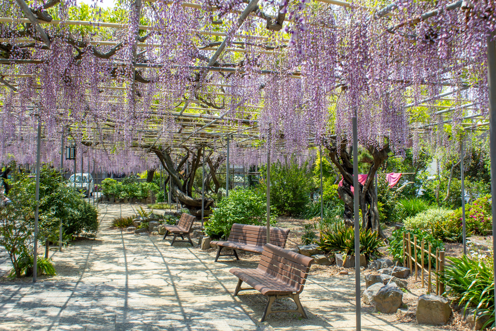 広藤園、藤、5月の春の花、愛知県碧南市の観光・撮影スポットの名所