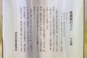 広藤園、藤、5月の春の花、愛知県碧南市の観光・撮影スポットの名所