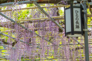 広藤園、藤、5月の春の花、愛知県碧南市の観光・撮影スポットの名所