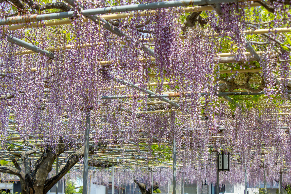 広藤園、藤、5月の春の花、愛知県碧南市の観光・撮影スポットの名所
