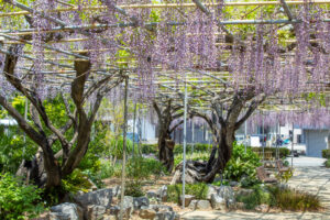 広藤園、藤、5月の春の花、愛知県碧南市の観光・撮影スポットの名所