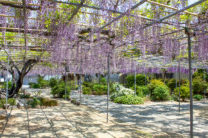 広藤園、藤、5月の春の花、愛知県碧南市の観光・撮影スポットの名所