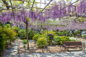 広藤園、藤、5月の春の花、愛知県碧南市の観光・撮影スポットの名所