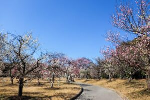 向山緑地、豊橋梅まつり、愛知県豊橋市の観光・撮影スポットの名所