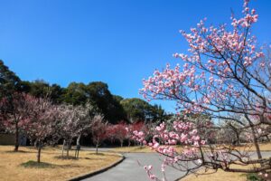向山緑地、豊橋梅まつり、愛知県豊橋市の観光・撮影スポットの名所