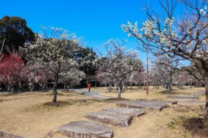 向山緑地、豊橋梅まつり、愛知県豊橋市の観光・撮影スポットの名所