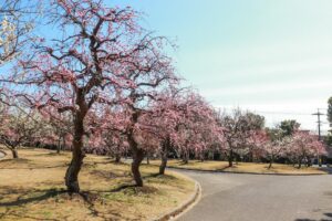 向山緑地、豊橋梅まつり、愛知県豊橋市の観光・撮影スポットの名所