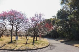 向山緑地、豊橋梅まつり、愛知県豊橋市の観光・撮影スポットの名所