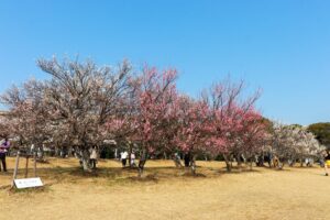 向山緑地、豊橋梅まつり、愛知県豊橋市の観光・撮影スポットの名所