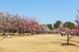 向山緑地、豊橋梅まつり、愛知県豊橋市の観光・撮影スポットの名所