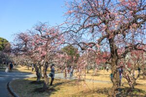 向山緑地、豊橋梅まつり、愛知県豊橋市の観光・撮影スポットの名所
