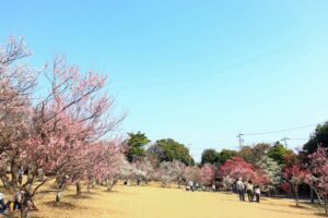 向山緑地、豊橋梅まつり、愛知県豊橋市の観光・撮影スポットの名所