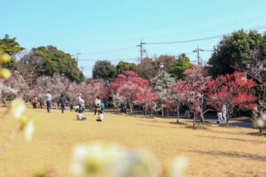 向山緑地、豊橋梅まつり、愛知県豊橋市の観光・撮影スポットの名所