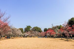 向山緑地、豊橋梅まつり、愛知県豊橋市の観光・撮影スポットの名所