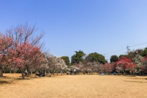 向山緑地、豊橋梅まつり、愛知県豊橋市の観光・撮影スポットの名所