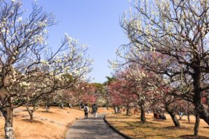 向山緑地、豊橋梅まつり、愛知県豊橋市の観光・撮影スポットの名所