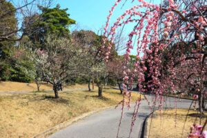 向山緑地、豊橋梅まつり、愛知県豊橋市の観光・撮影スポットの名所