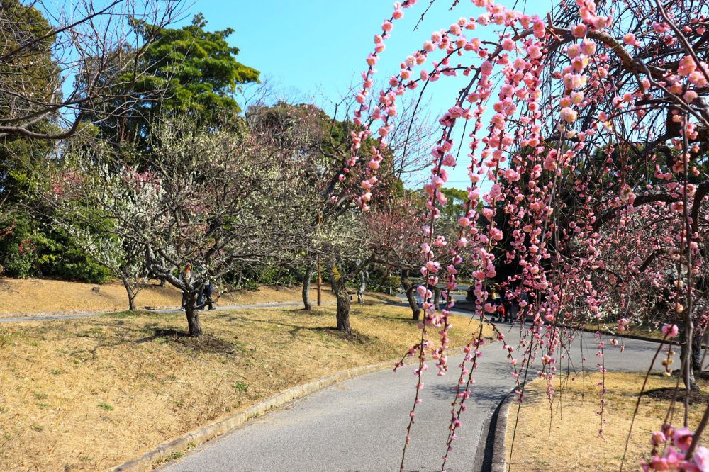 向山緑地、豊橋梅まつり、愛知県豊橋市の観光・撮影スポットの名所