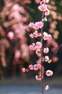 向山緑地、豊橋梅まつり、愛知県豊橋市の観光・撮影スポットの名所