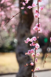 向山緑地、豊橋梅まつり、愛知県豊橋市の観光・撮影スポットの名所