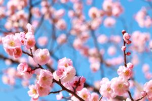 向山緑地、豊橋梅まつり、愛知県豊橋市の観光・撮影スポットの名所