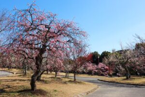 向山緑地、豊橋梅まつり、愛知県豊橋市の観光・撮影スポットの名所