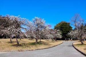 向山緑地、豊橋梅まつり、愛知県豊橋市の観光・撮影スポットの名所